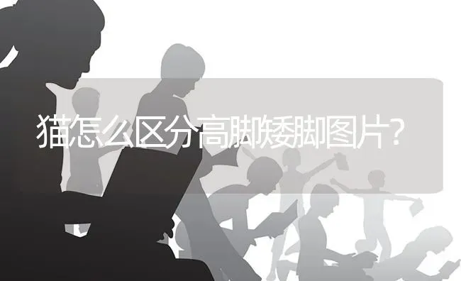 猫怎么区分高脚矮脚图片？ | 动物养殖问答