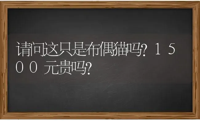 请问这只是布偶猫吗？1500元贵吗？ | 动物养殖问答