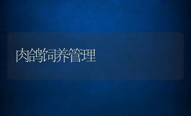 肉鸽饲养管理 | 动物养殖饲料