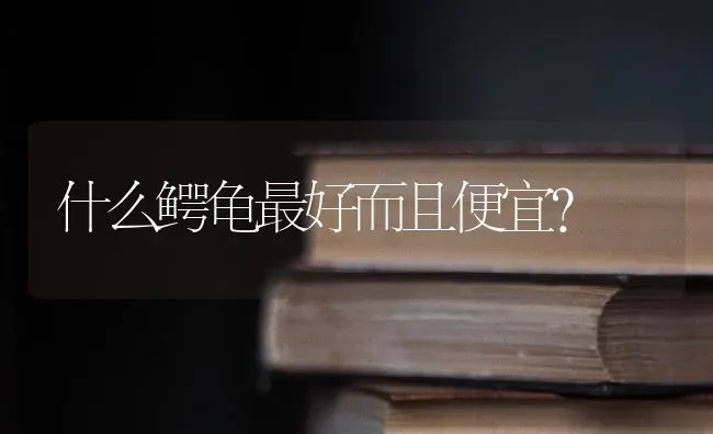 迷你吉娃娃和袖珍吉娃娃有什么不同？ | 动物养殖问答