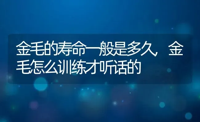 金毛的寿命一般是多久,金毛怎么训练才听话的 | 宠物百科知识