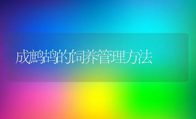 成鹧鸪的饲养管理方法 | 动物养殖学堂