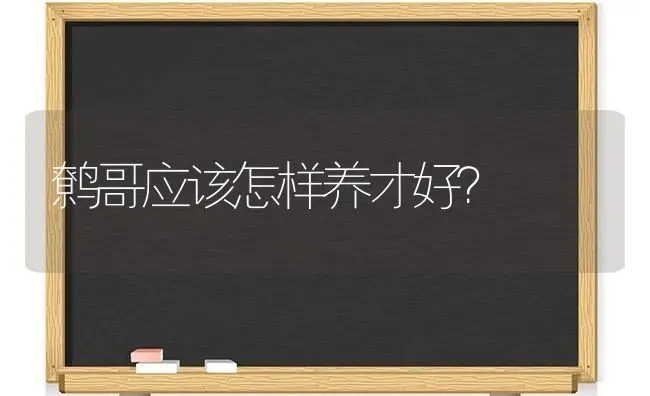 鹩哥应该怎样养才好？ | 动物养殖问答