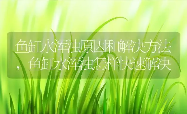 鱼缸水浑浊原因和解决方法,鱼缸水浑浊怎样快速解决 | 宠物百科知识