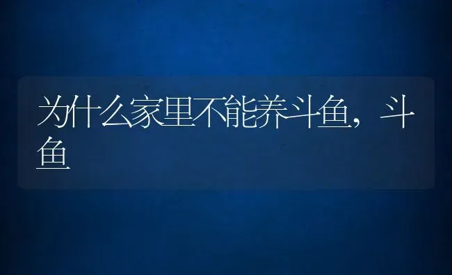 为什么家里不能养斗鱼,斗鱼 | 宠物百科知识