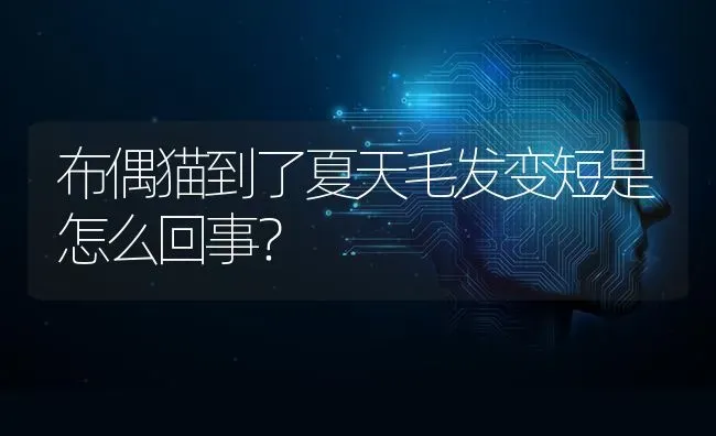 布偶猫到了夏天毛发变短是怎么回事？ | 动物养殖问答