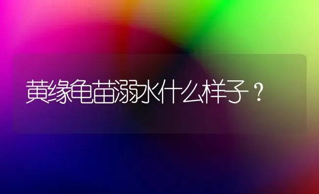 萨摩耶四个月毛发黄怎么回事？ | 动物养殖问答