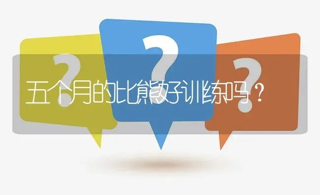 五个月的比熊好训练吗？ | 动物养殖问答