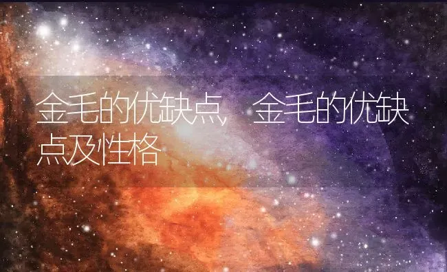 金毛的优缺点,金毛的优缺点及性格 | 宠物百科知识