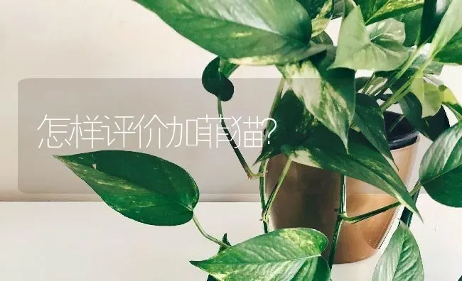 怎样评价加菲猫？ | 动物养殖问答