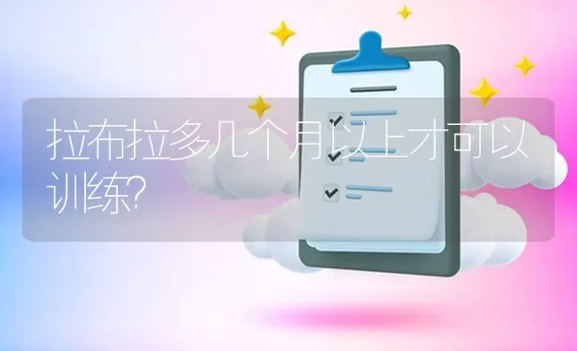 拉布拉多几个月以上才可以训练？ | 动物养殖问答