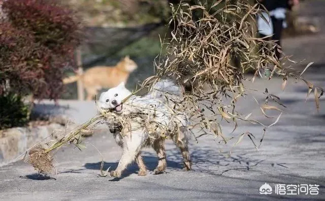 狗狗肚子一抽一抽吐黄水,狗狗吐黄水怎么回事？狗狗吐黄水怎么办？