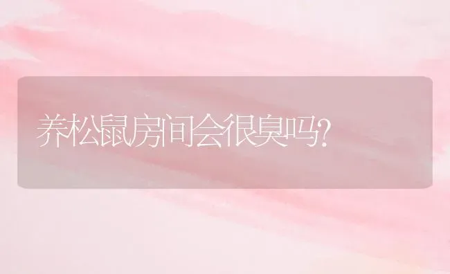 养松鼠房间会很臭吗？ | 动物养殖问答