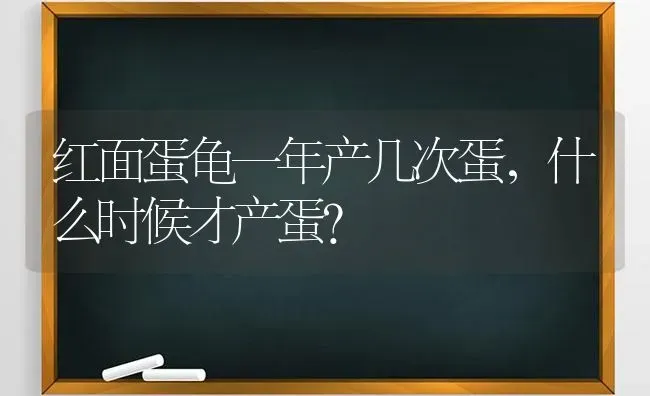 柯基犬最近总腹泻，应如何调理它的肠胃？ | 动物养殖问答