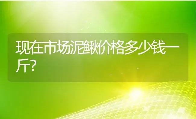 现在市场泥鳅价格多少钱一斤？ | 动物养殖百科