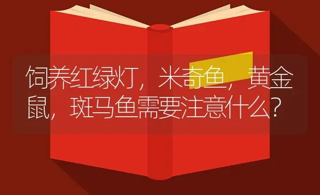 饲养红绿灯，米奇鱼，黄金鼠，斑马鱼需要注意什么？ | 鱼类宠物饲养