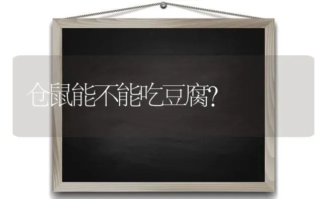 仓鼠能不能吃豆腐？ | 动物养殖问答