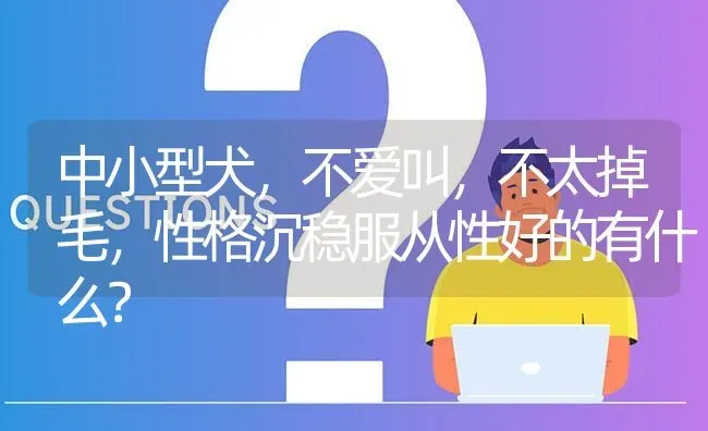 中小型犬，不爱叫，不太掉毛，性格沉稳服从性好的有什么？ | 动物养殖问答