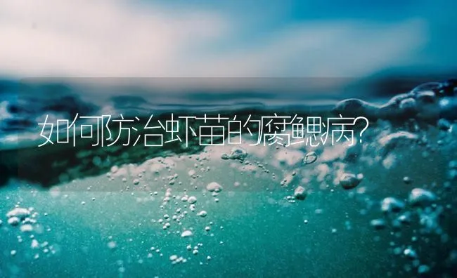 如何防治虾苗的腐鳃病？ | 海水养殖技术