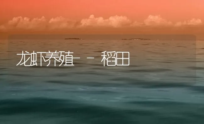 龙虾养殖--稻田 | 海水养殖技术