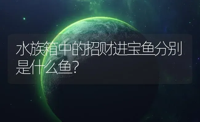 水族箱中的招财进宝鱼分别是什么鱼？ | 鱼类宠物饲养