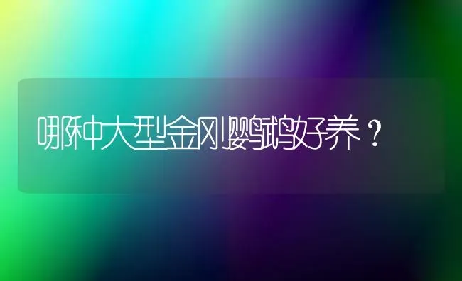 哪种大型金刚鹦鹉好养？ | 动物养殖问答