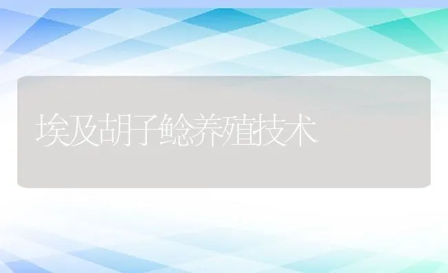 埃及胡子鲶养殖技术 | 动物养殖饲料