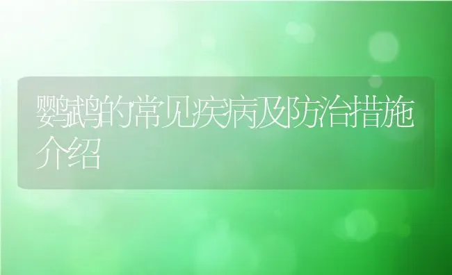 鹦鹉的常见疾病及防治措施介绍 | 动物养殖百科