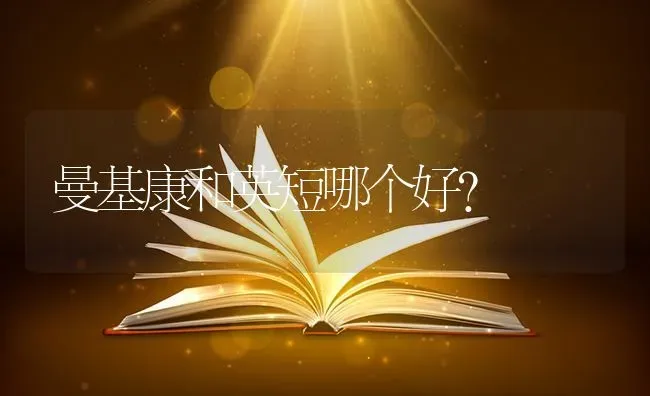 曼基康和英短哪个好？ | 动物养殖问答