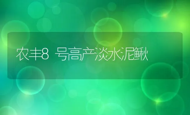 农丰8号高产淡水泥鳅 | 水产养殖知识