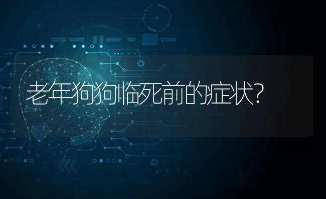 动车组上可以携带猫咪吗？ | 动物养殖问答