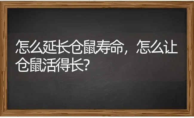 怎么延长仓鼠寿命，怎么让仓鼠活得长？ | 动物养殖问答