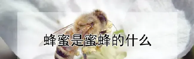 蜂蜜是蜜蜂的什么