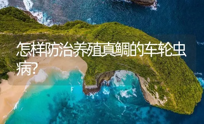 怎样防治养殖真鲷的车轮虫病？ | 海水养殖技术