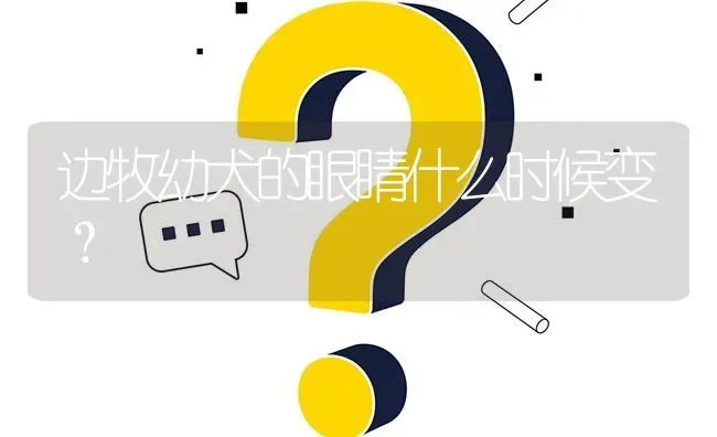 边牧幼犬的眼睛什么时候变？ | 动物养殖问答