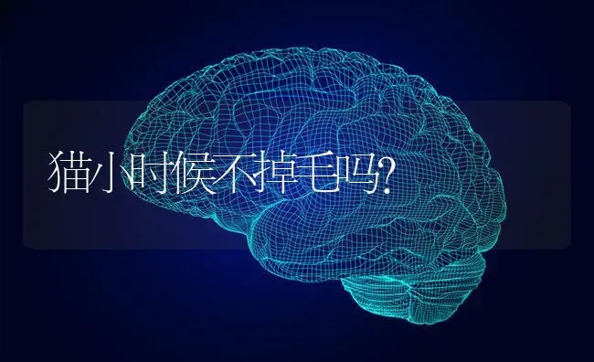 什么猫有鼻梁？ | 动物养殖问答