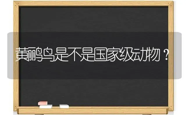 黄鹂鸟是不是国家级动物？ | 动物养殖问答