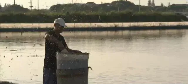 庄红根养大闸蟹的方法很神秘,养蟹后水更清了！