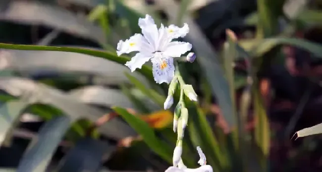 兰花草养殖技术