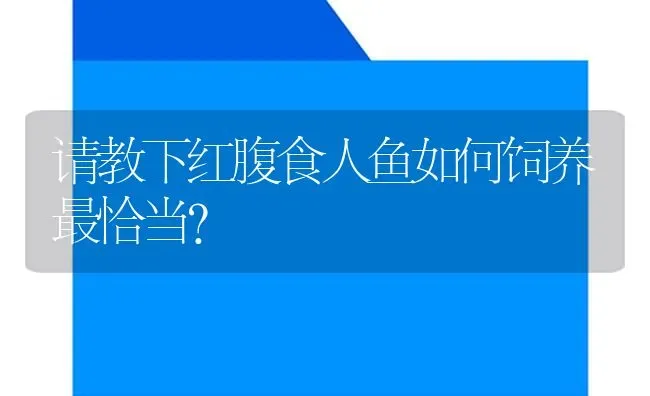 请教下红腹食人鱼如何饲养最恰当？ | 鱼类宠物饲养