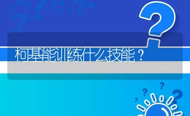 柯基能训练什么技能？ | 动物养殖问答