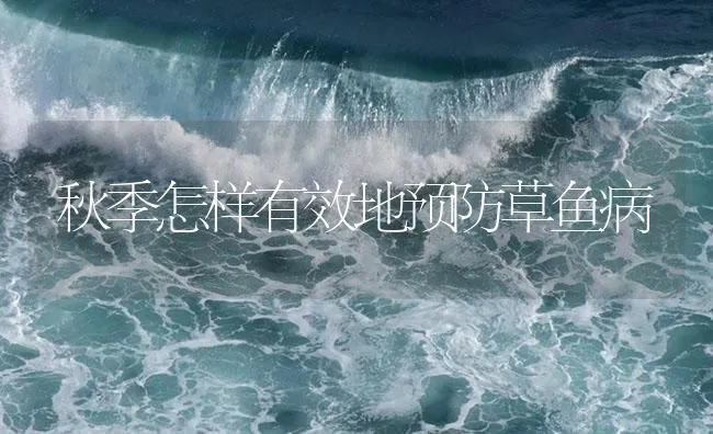 秋季怎样有效地预防草鱼病 | 海水养殖技术