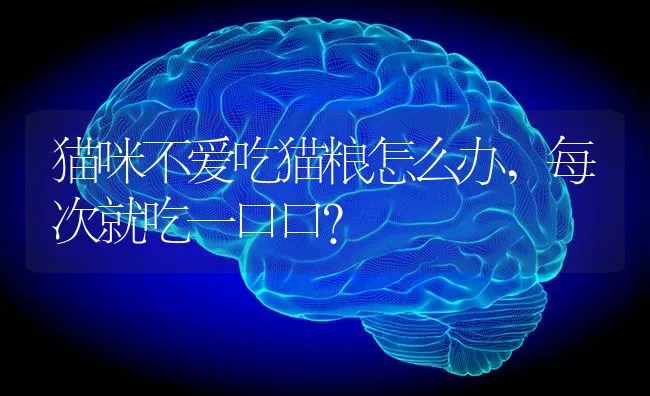 猫咪不爱吃猫粮怎么办,每次就吃一口口？ | 动物养殖问答