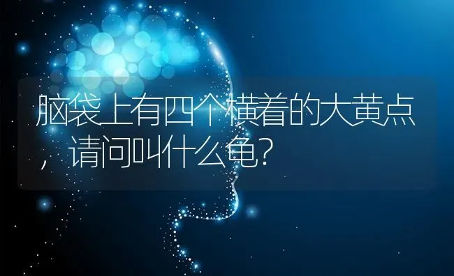 脑袋上有四个横着的大黄点，请问叫什么龟？ | 动物养殖问答