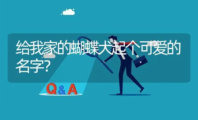 给我家的蝴蝶犬起个可爱的名字？ | 动物养殖问答