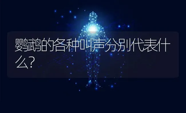 鹦鹉的各种叫声分别代表什么？ | 动物养殖问答