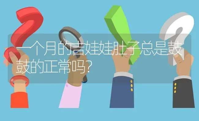 一个月的吉娃娃肚子总是鼓鼓的正常吗？ | 动物养殖问答