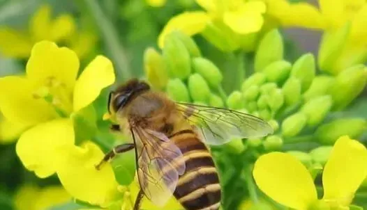 蜜蜂如何养才能繁殖得更好？蜜蜂蜂王养殖