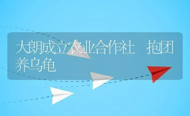 大朗成立农业合作社 抱团养乌龟 | 动物养殖教程