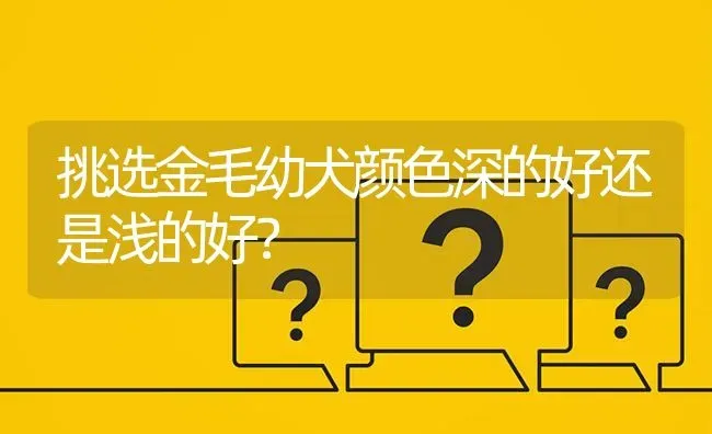 挑选金毛幼犬颜色深的好还是浅的好？ | 动物养殖问答